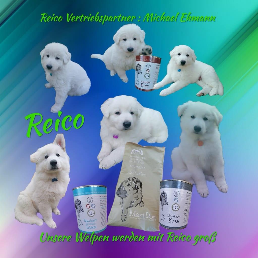 Natürliche Tierernährung und Reico Produkte bei Mein Naturfutter